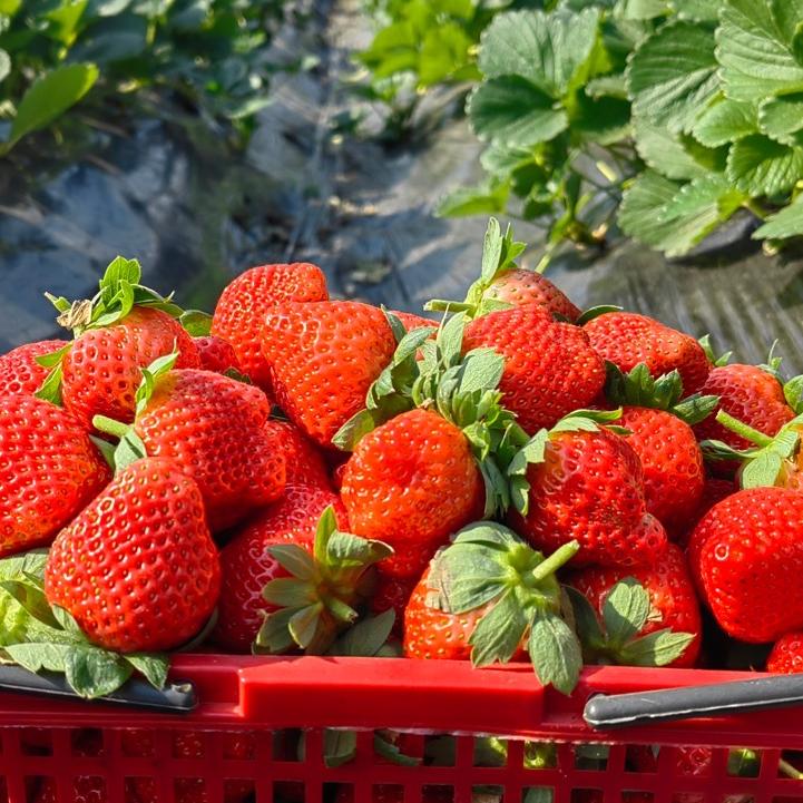 竹季冠花卉绿植生活坊