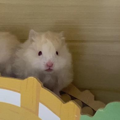 困困宠舍（出熊）