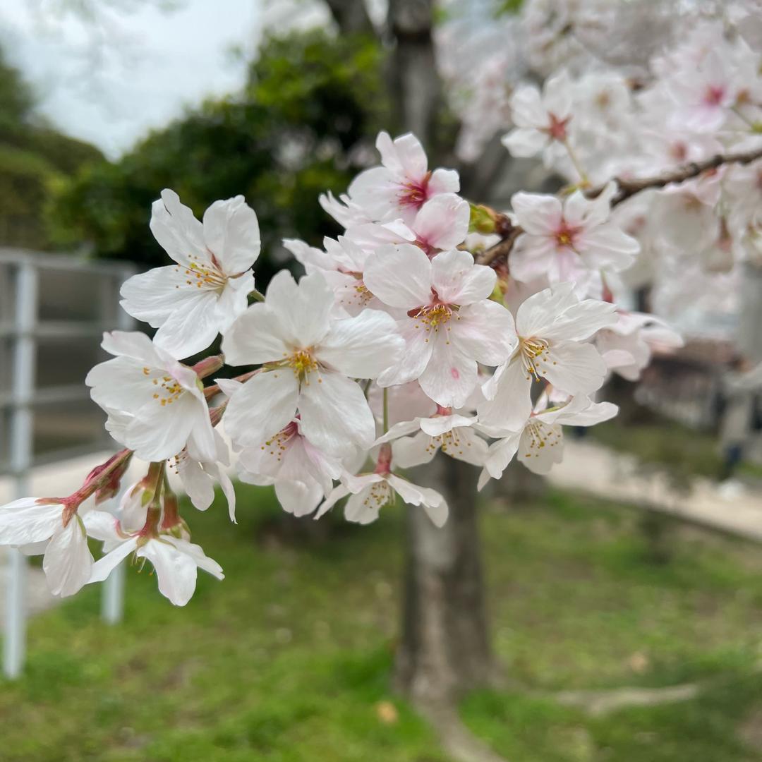 @柒月在日本（橱窗营业中）