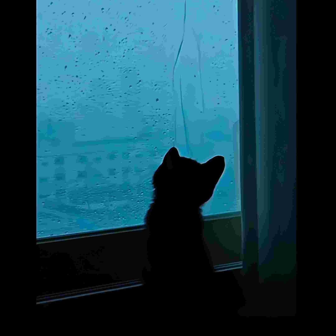 月笺寄思