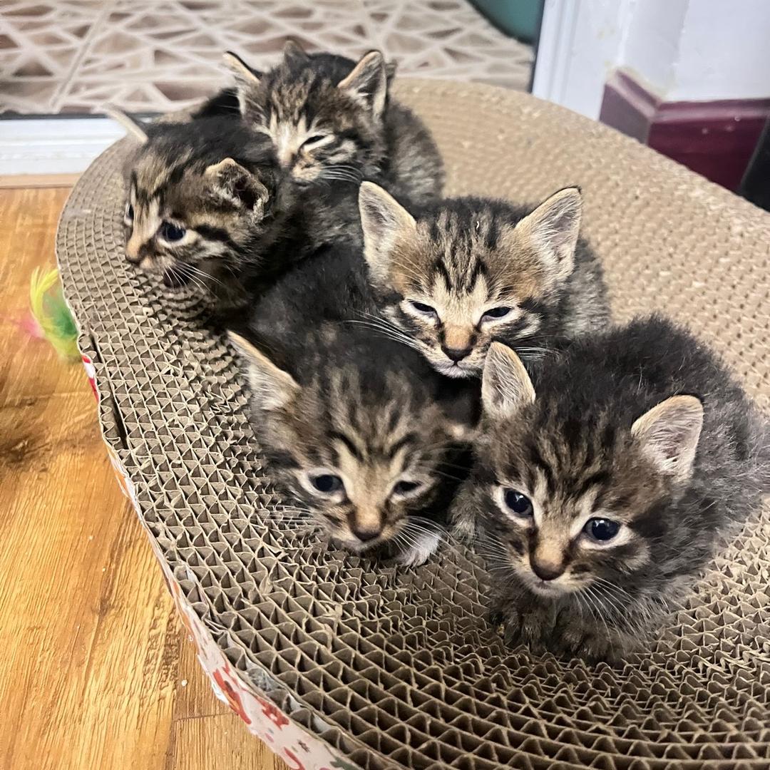 一口一只小猫咪