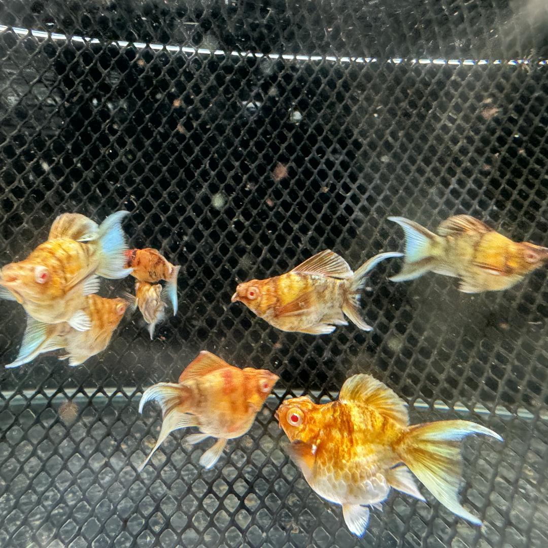 小女孩的孔雀鱼