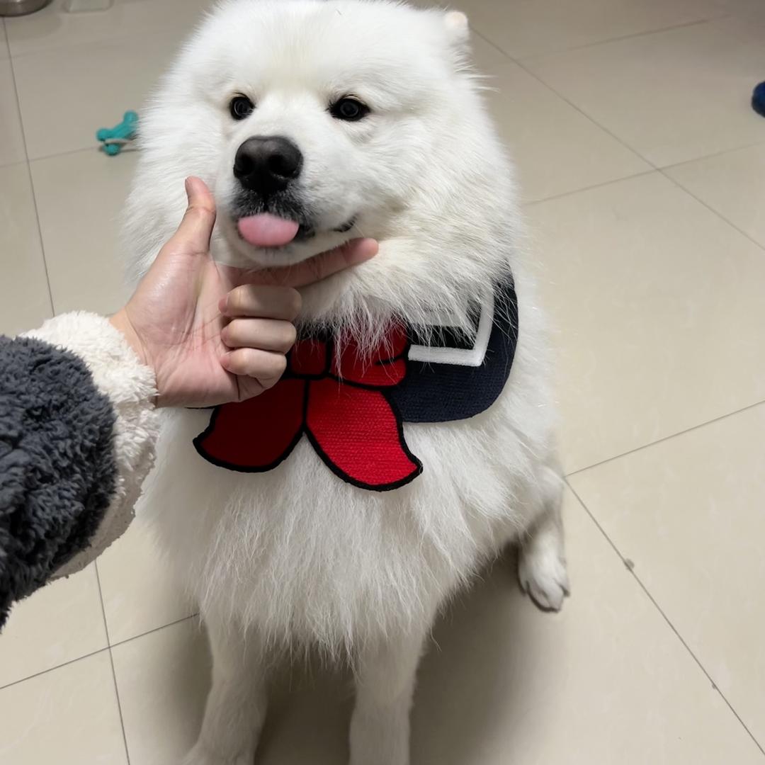 一只柠乐耶