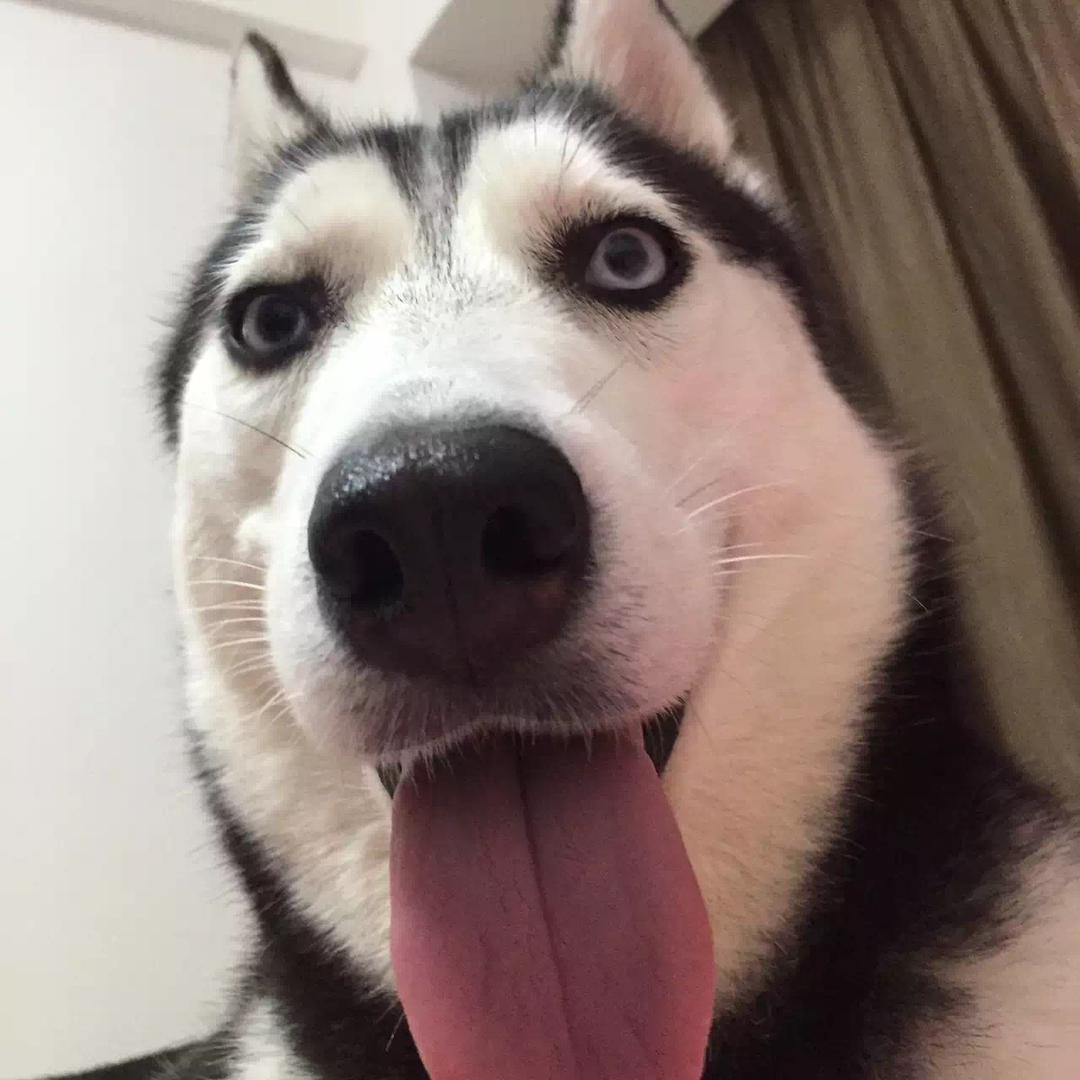 止戈