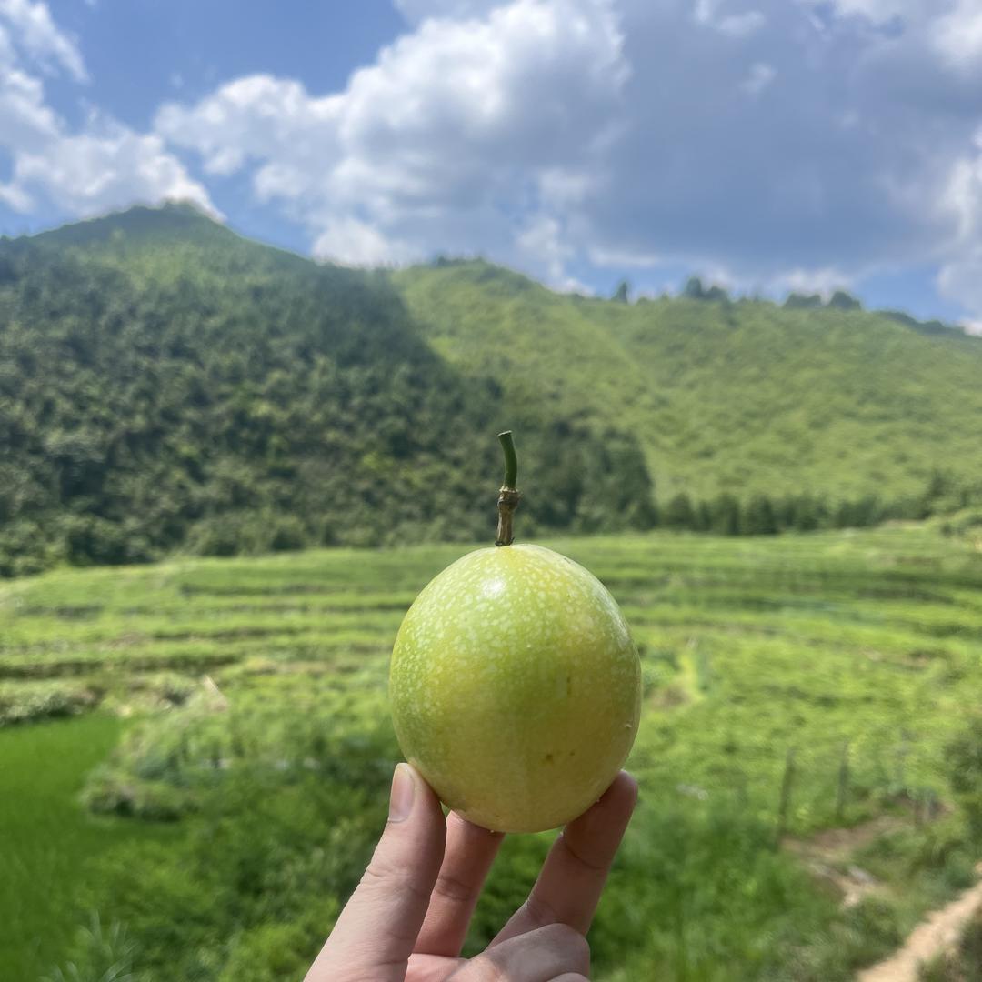 贵州时令原生农业