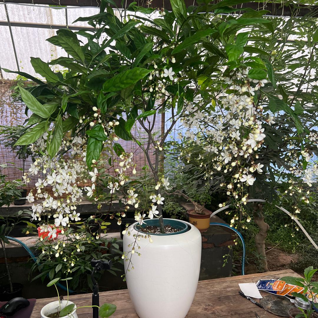 半亩花舍授权