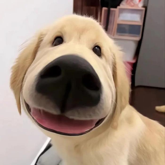 鸡蛋肉饼