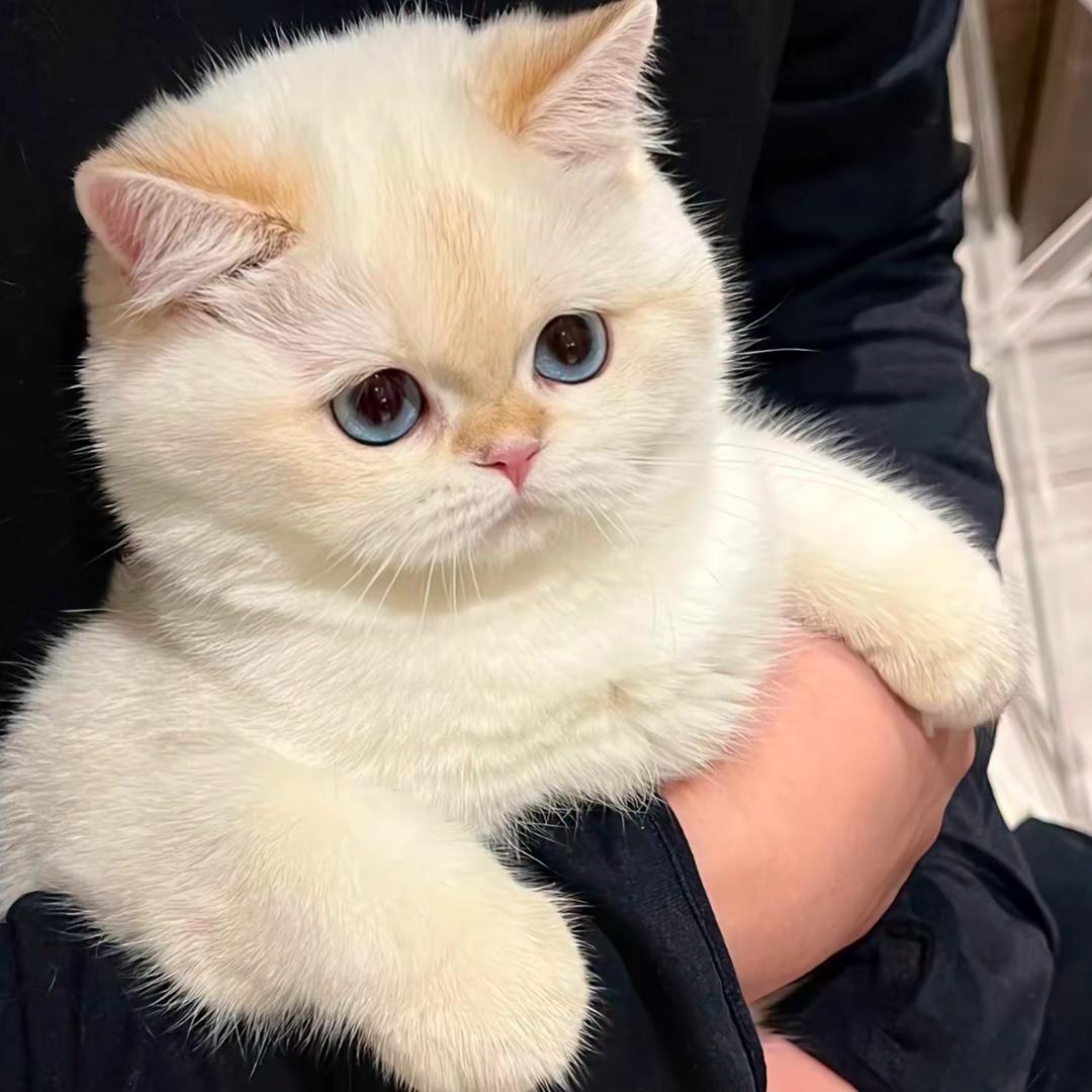 小崔说猫
