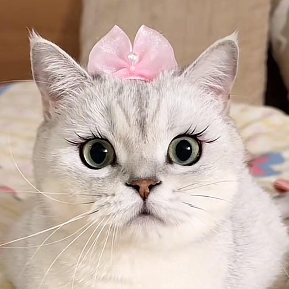许愿年年