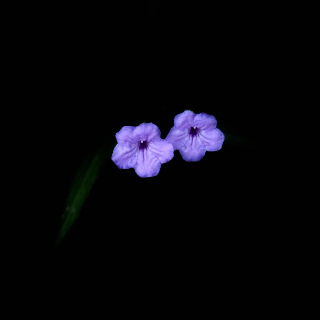 艾芙.