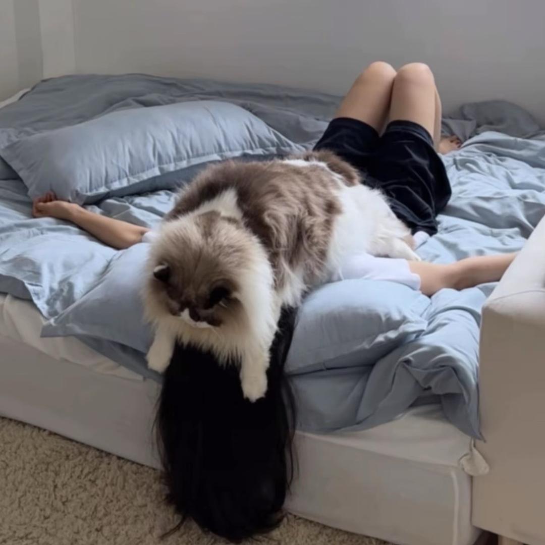 小猫᳐੭大王