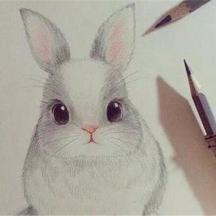 兔
