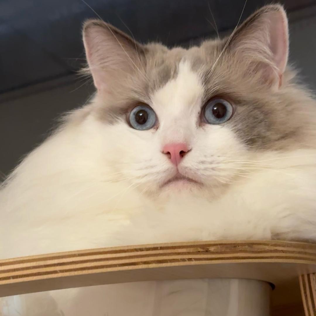 猪猪diy杂货铺