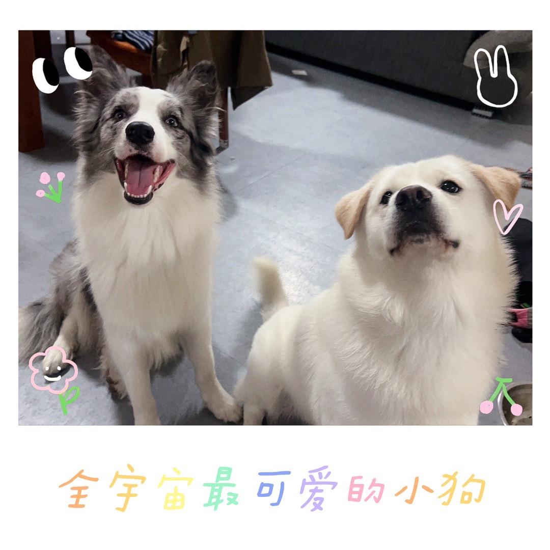 家有舔狗