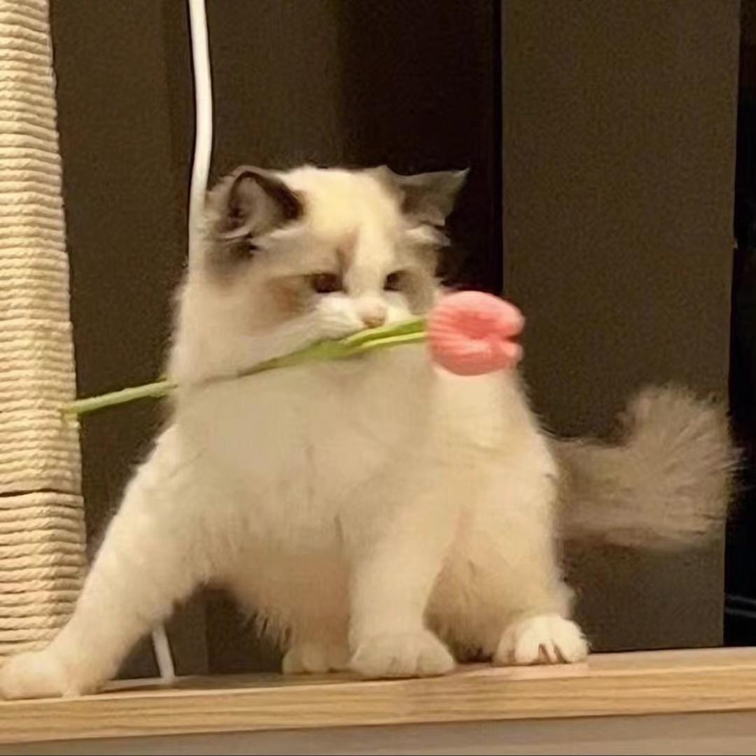 龙龙