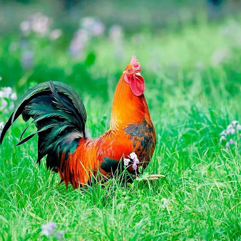 教养鸡服务指导