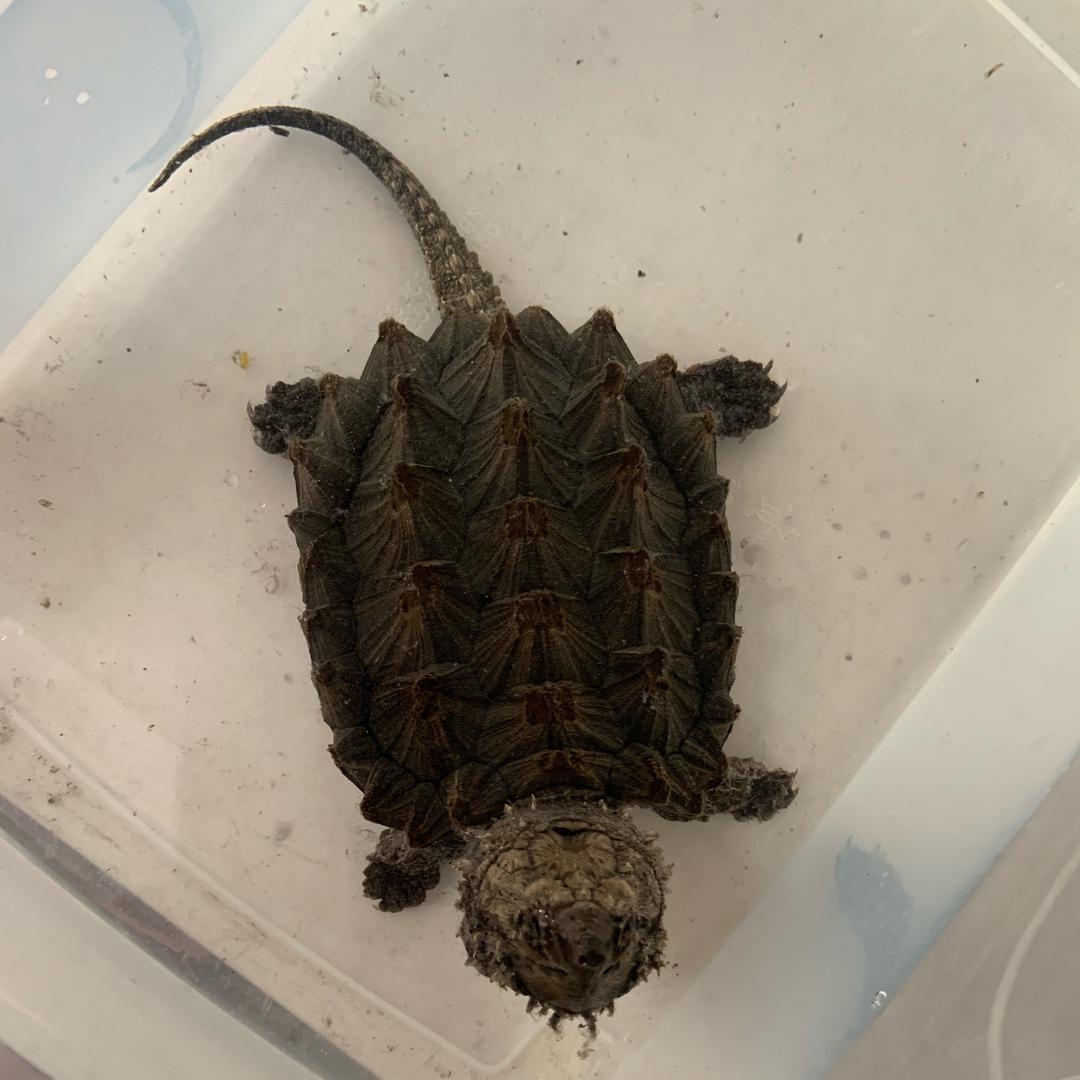 民与义宠物工作室