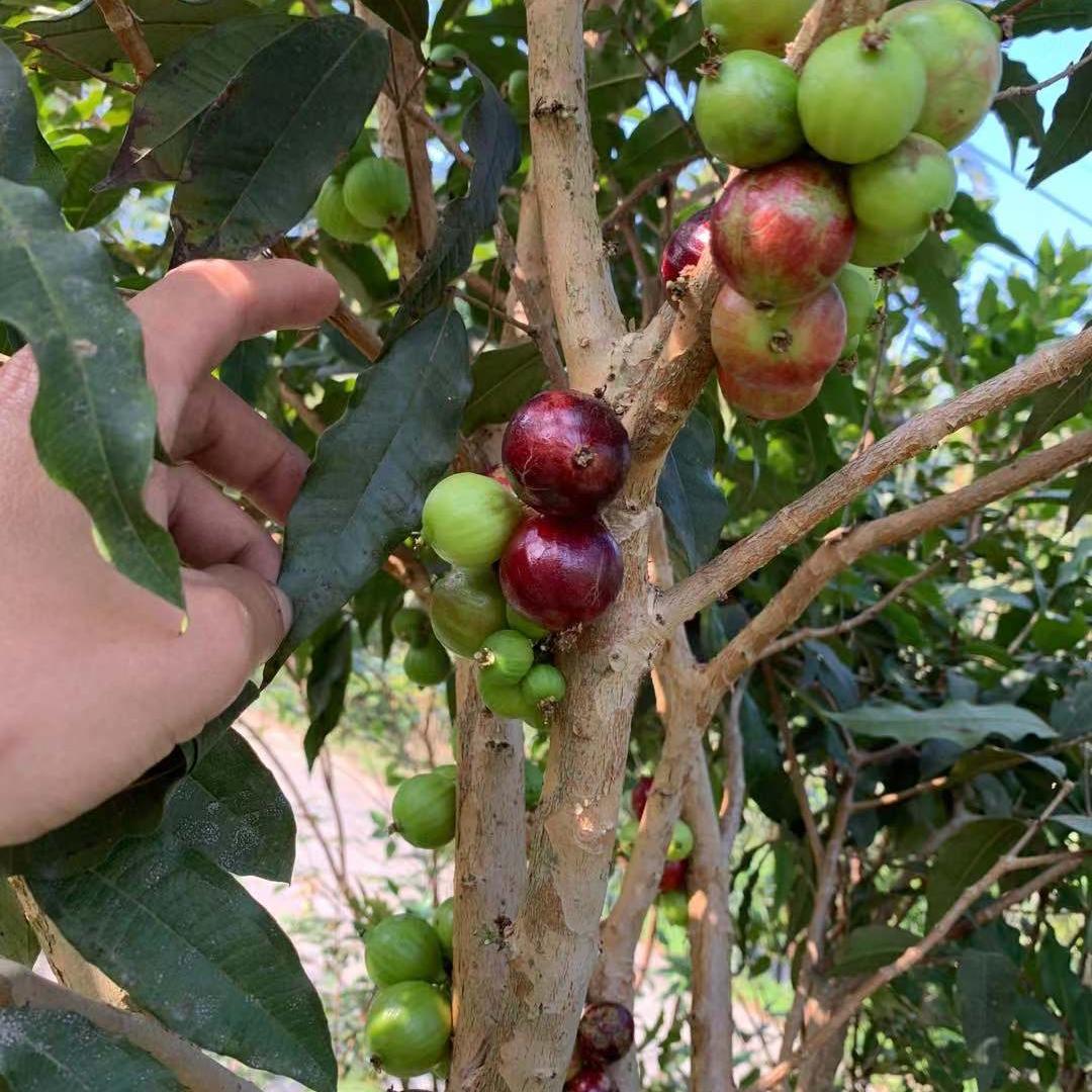 桂鑫果树苗木专营店