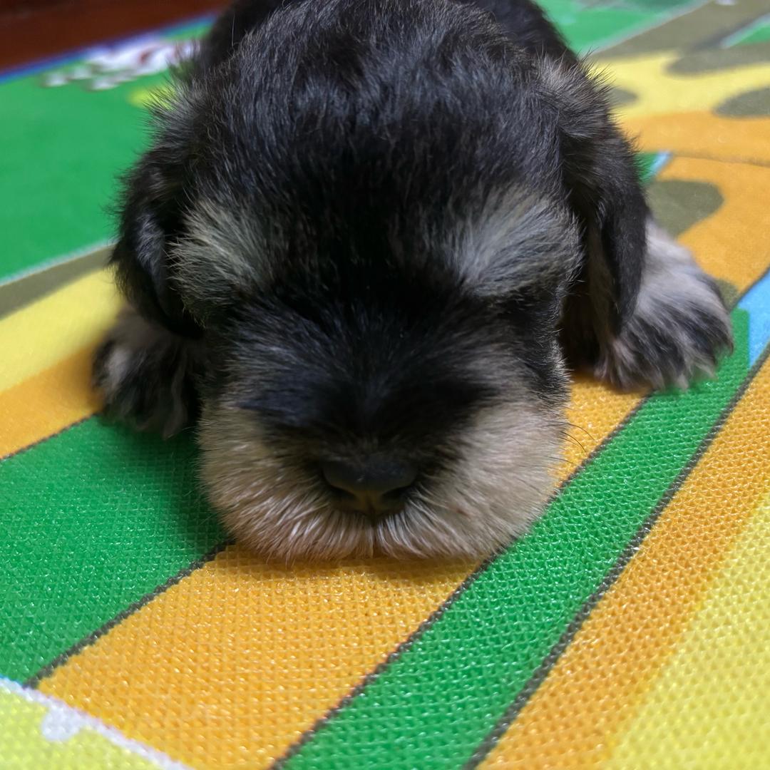 羊村地中帝丶