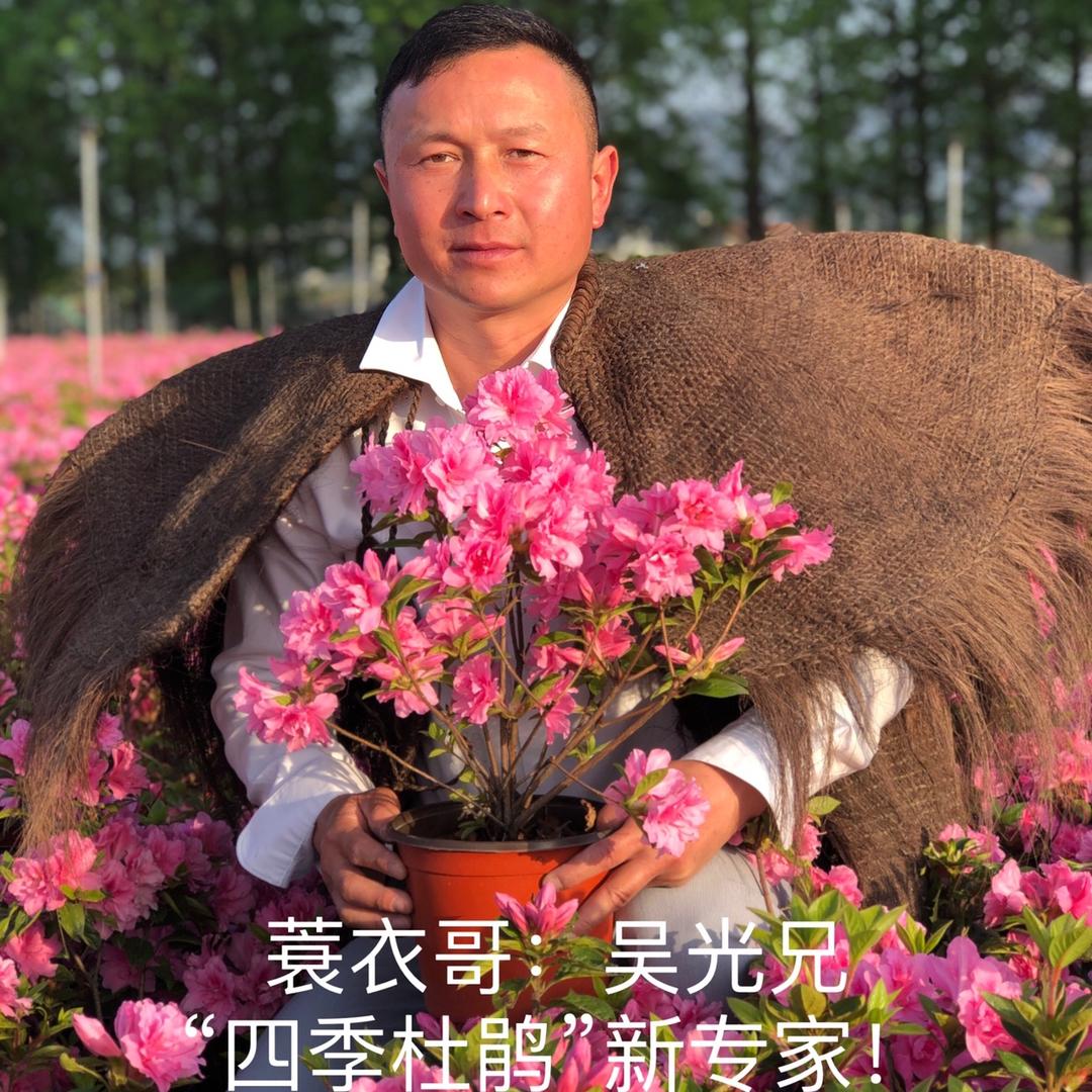 杭州蓑衣哥优新花卉苗木＇