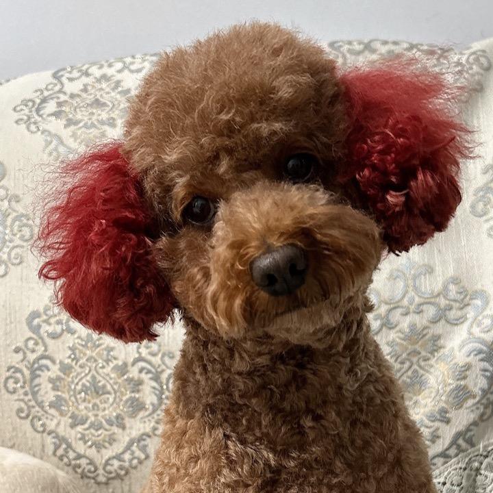 辉皇🎤东北妹