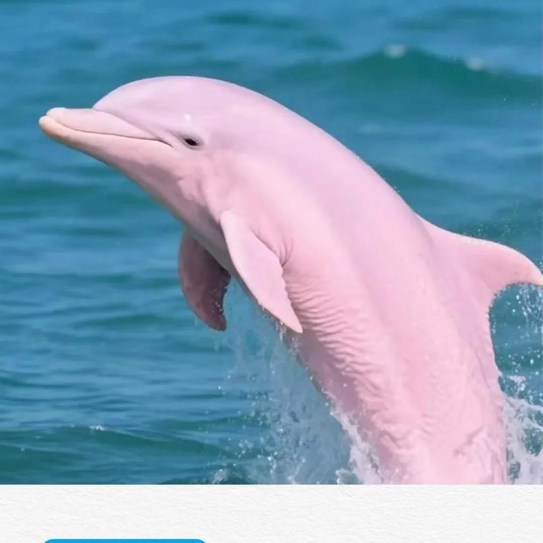 三娘湾包看海豚（汉堡）