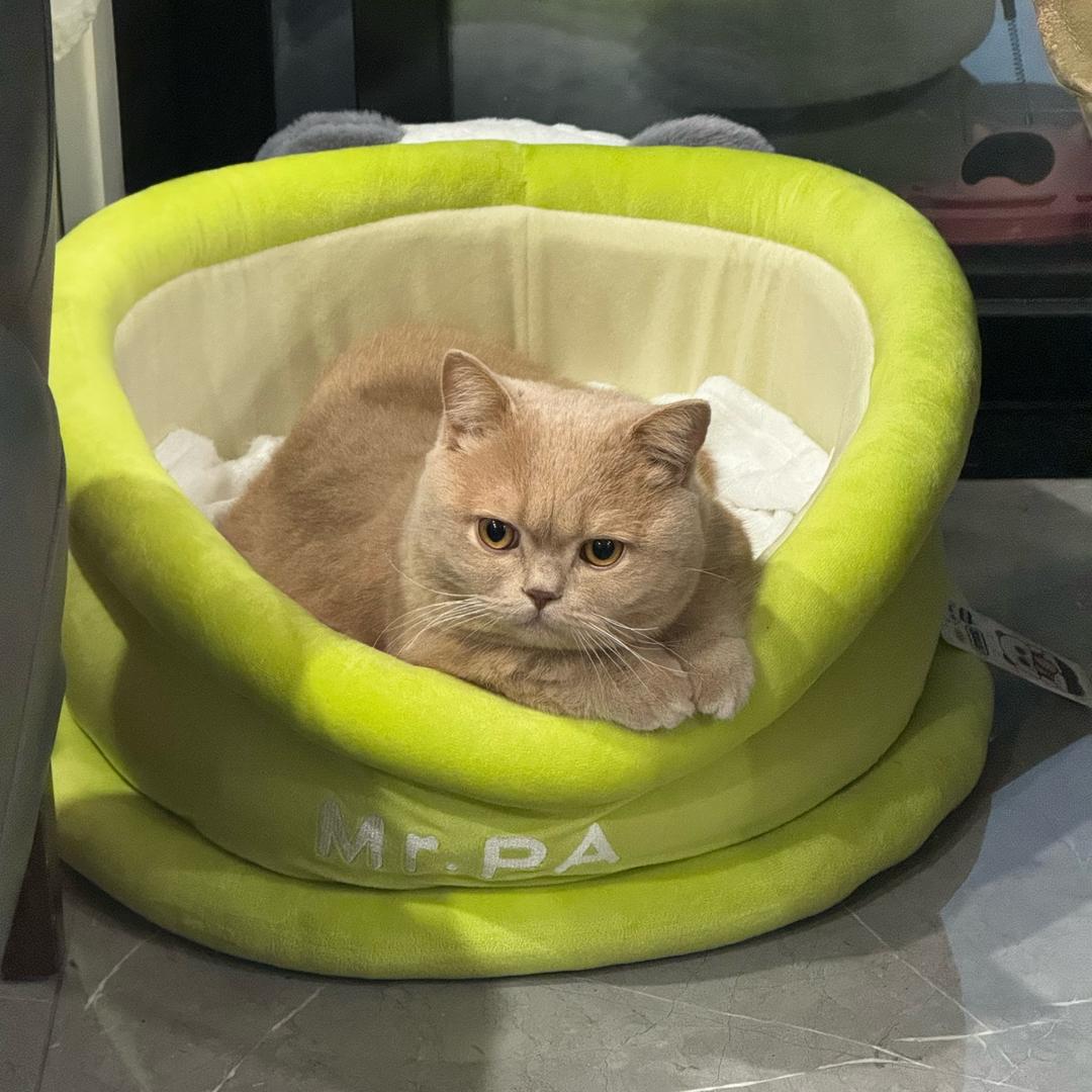 雕虫小鸡