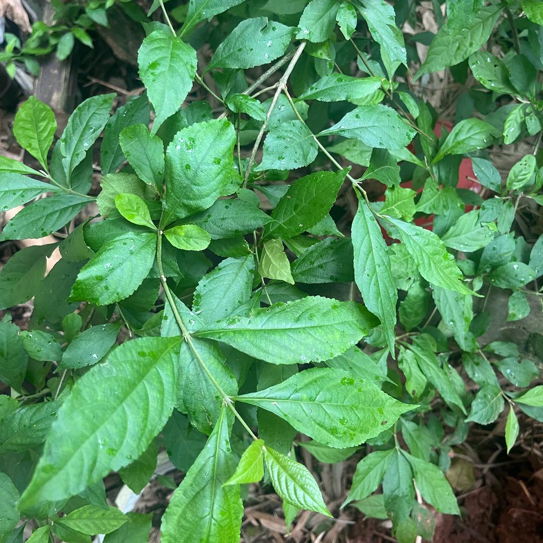 美食养生6