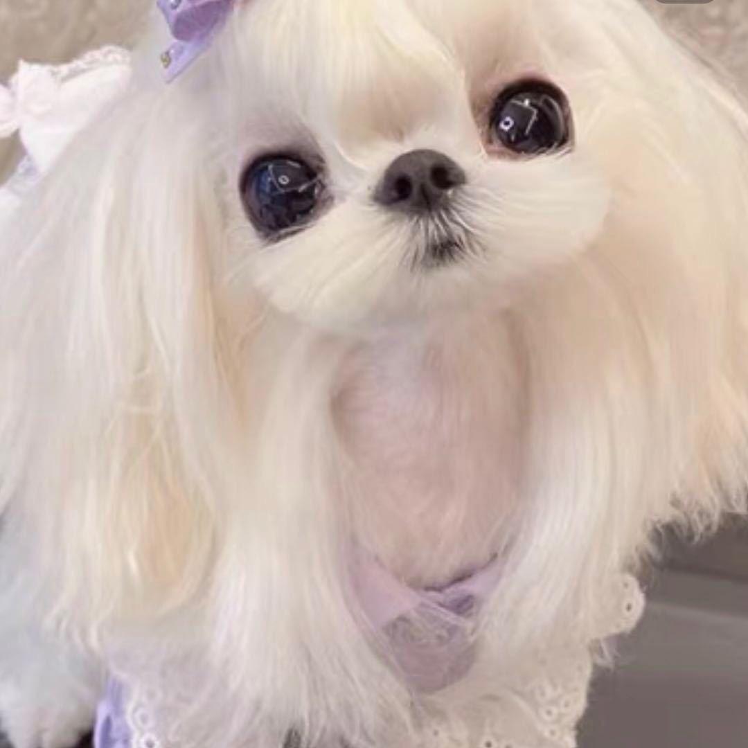 科学养狗🐶李老师