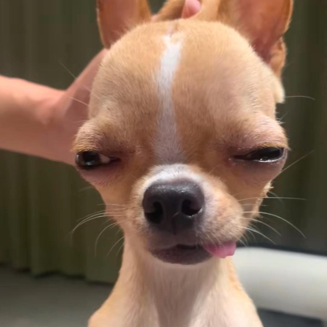 去码头整点薯条