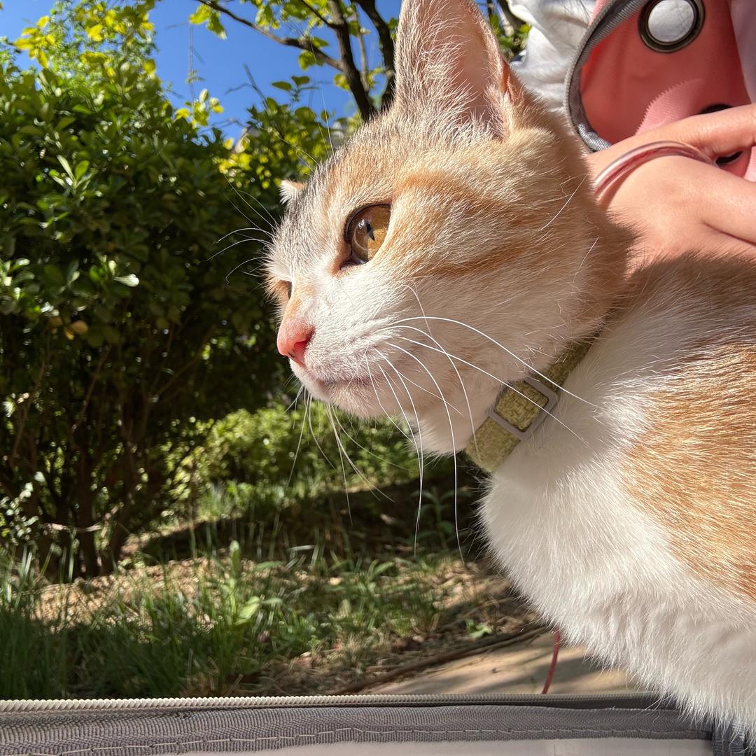 我的猫小米