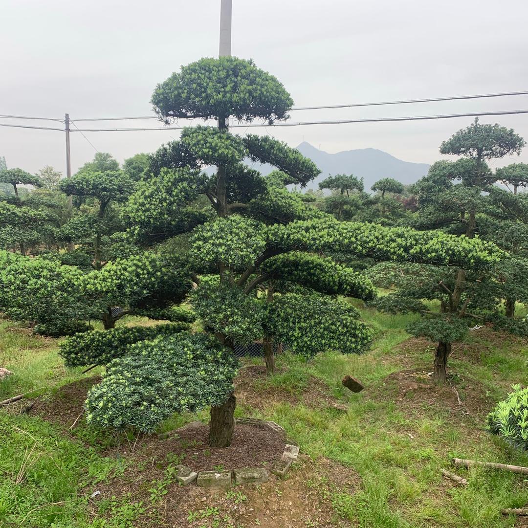 语之蝶花卉经营部