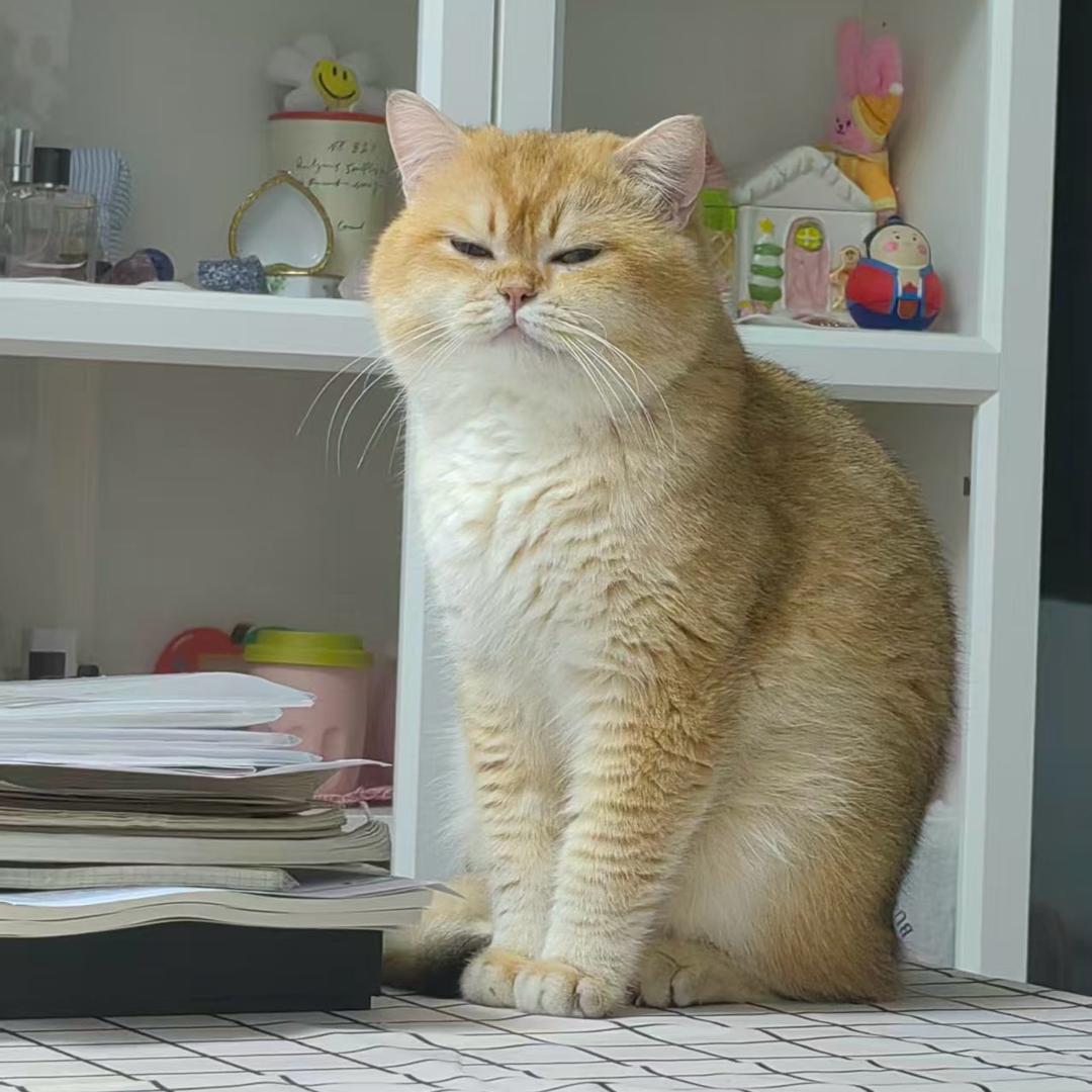 兔头堡魔女大人