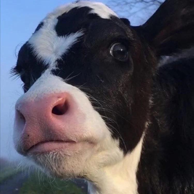 叫我牛牛🐮