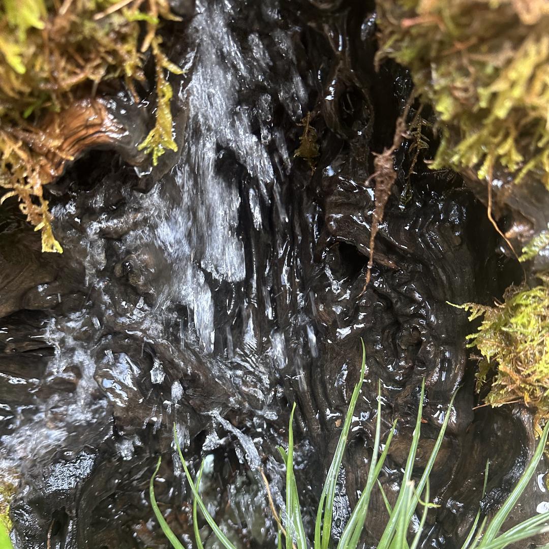 绿林晨雾风化木（二号店）