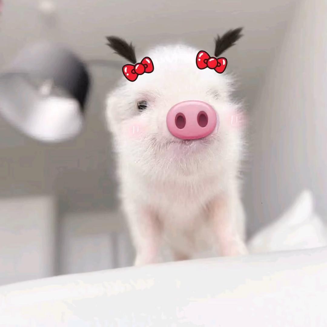他们叫我中华妹