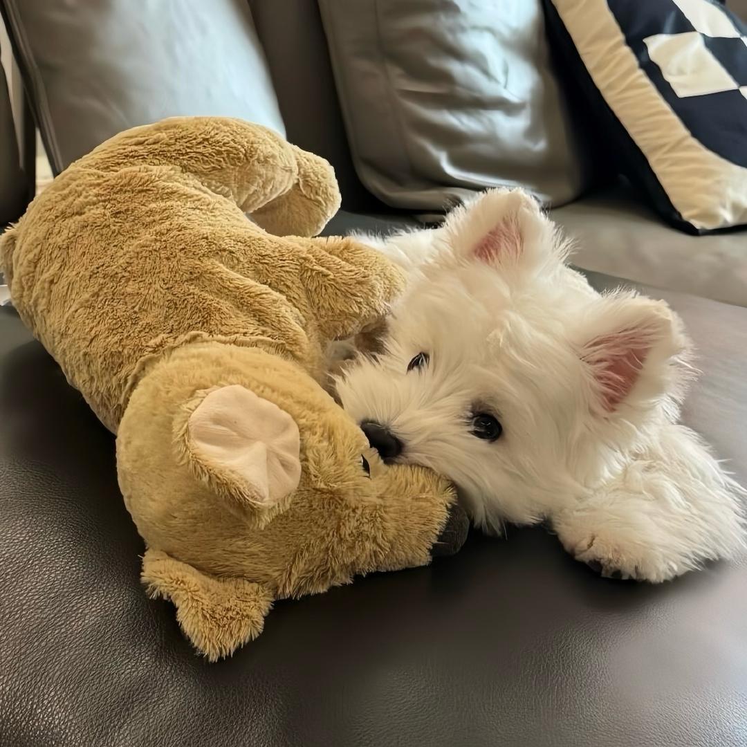 真的不知道叫什么