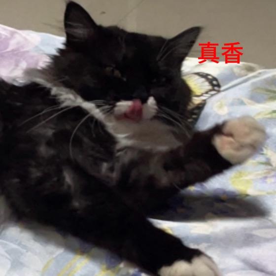 是猫咪吖_(:з」∠)_