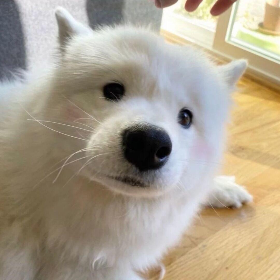 卓的