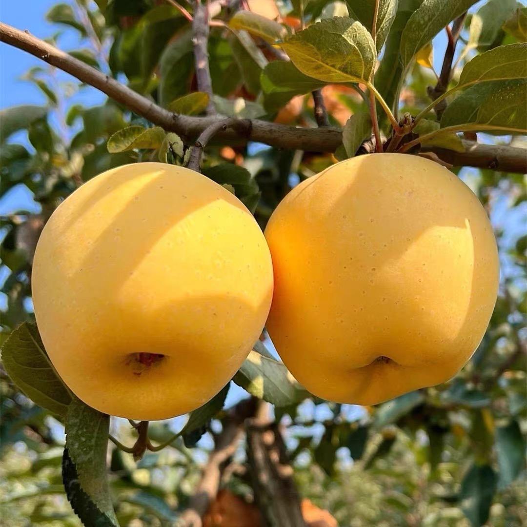 临沂鑫盛专营店