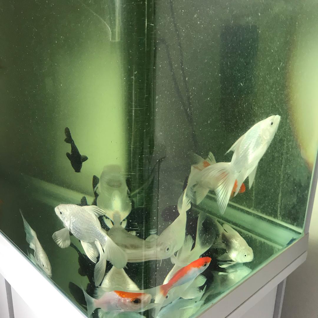莲芳