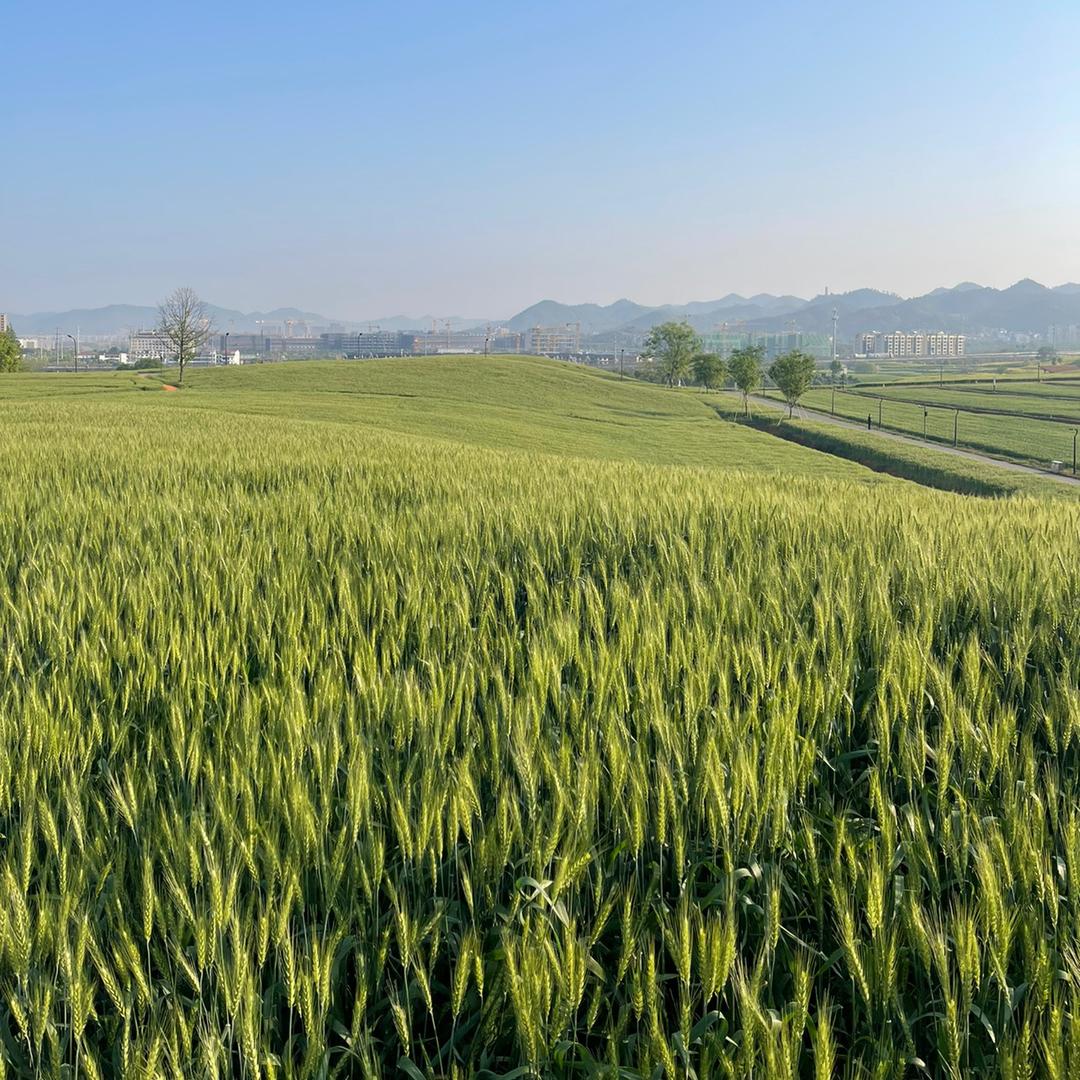 风吹麦浪-2026🇨🇳