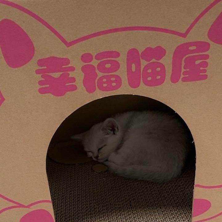 喵船长