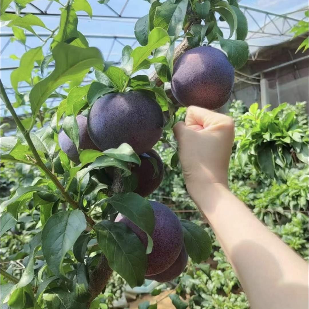 益农苗木