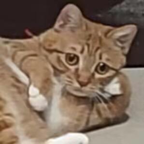 只做饭不刷碗