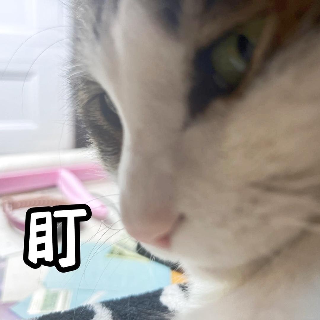 我家狗蛋是只猫