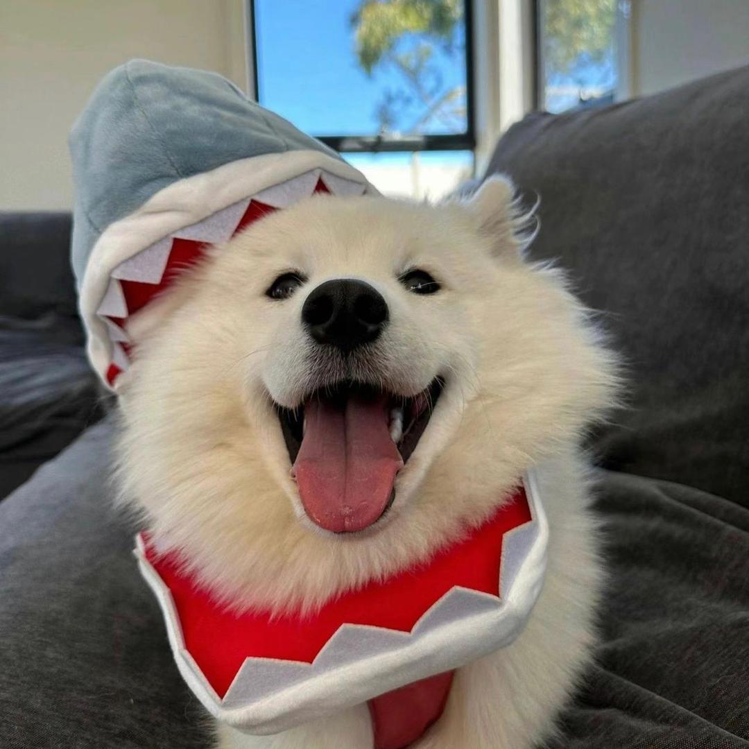𝙄𝘿