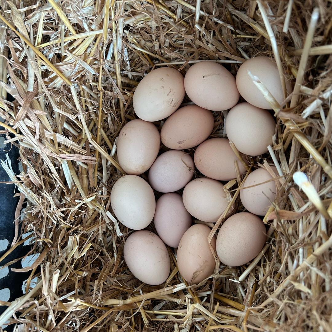 驰威散养鸡鸭鹅藤子土猪