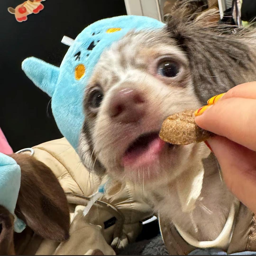饼饼是🫓