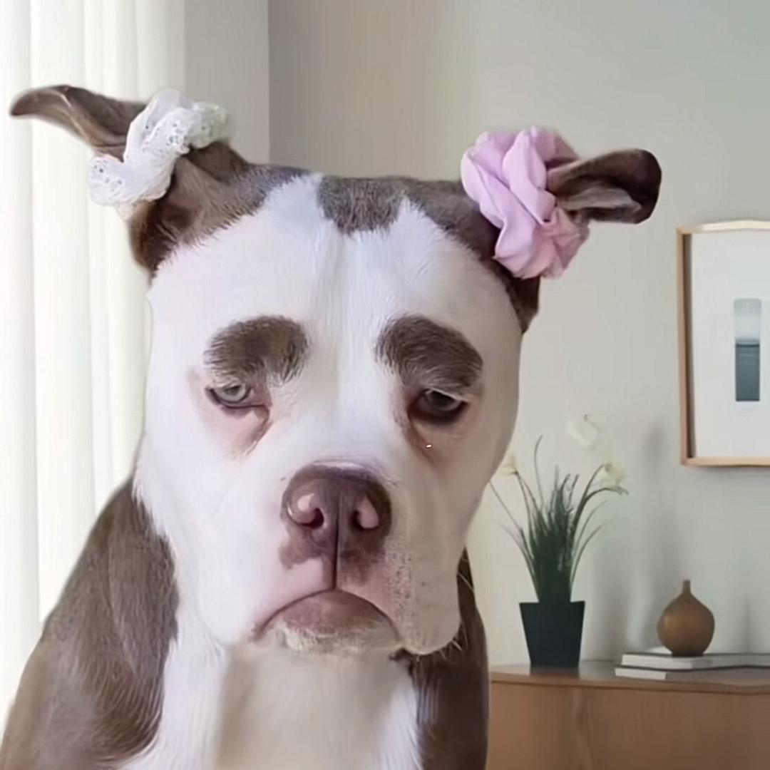 孤独的狼爱上花开富贵